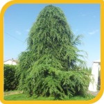 produzione_conifere_cedro