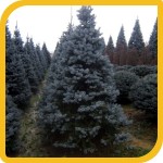 produzione_conifere_picea